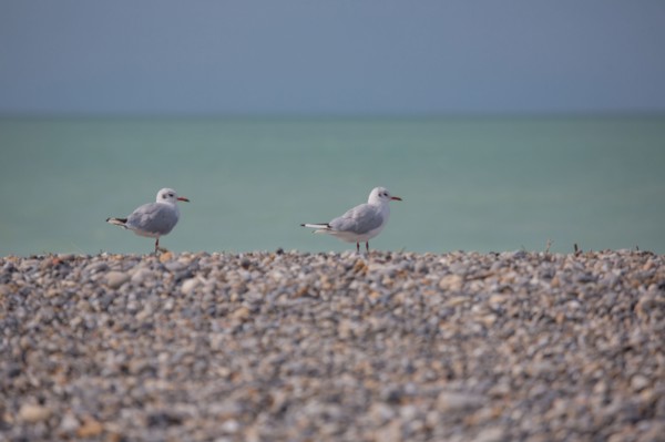 Beach in Cayeux-Sur-Mer