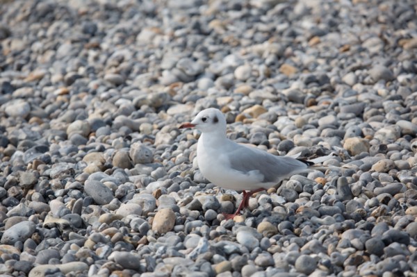 Beach in Cayeux-sur-Mer