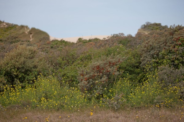 Quend (Baie de Somme, France), site de Belle Dune