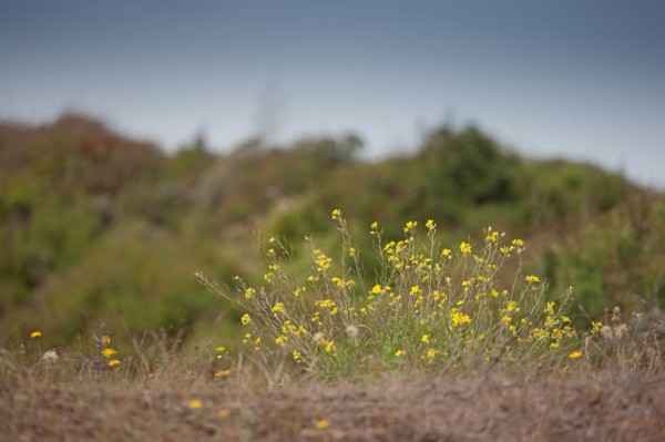 Quend (Baie de Somme, France), site de Belle Dune