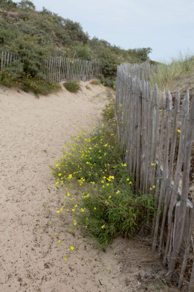 Quend (Baie de Somme, France), site de Belle Dune