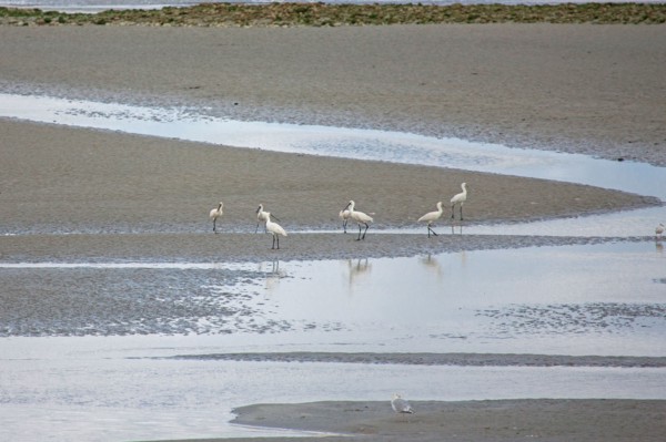 Saint-Valery-sur-Somme (Baie de Somme, France)