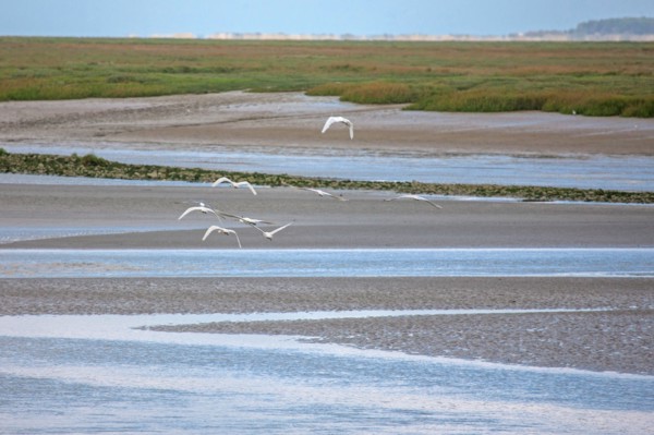 Saint-Valery-sur-Somme (Baie de Somme, France)