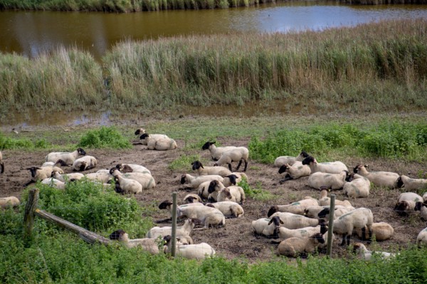 Le Crotoy (Baie de Somme, France)