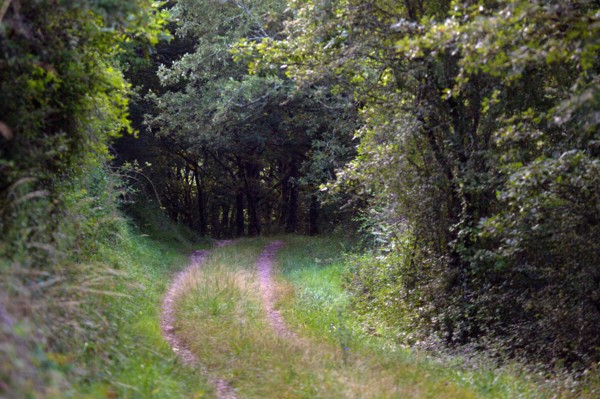 Parc des Grands Causses, Brousse-le-Château, chemin forestier