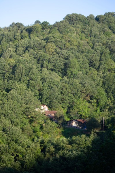 Forest above the Gorges du Tarn