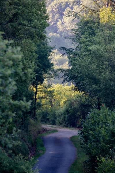 Road through the woods