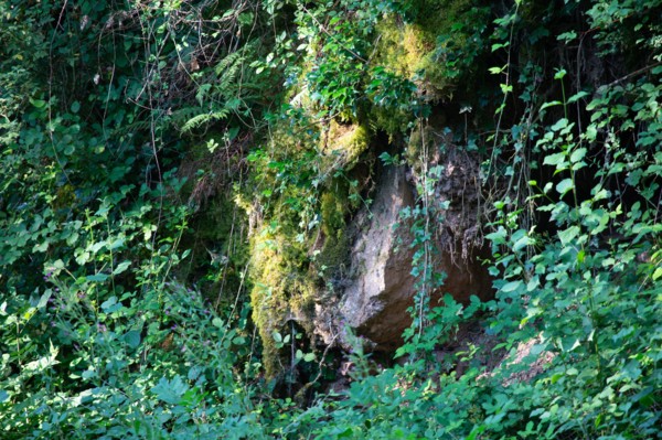 Parc des Grands Causses, rocher et végétation