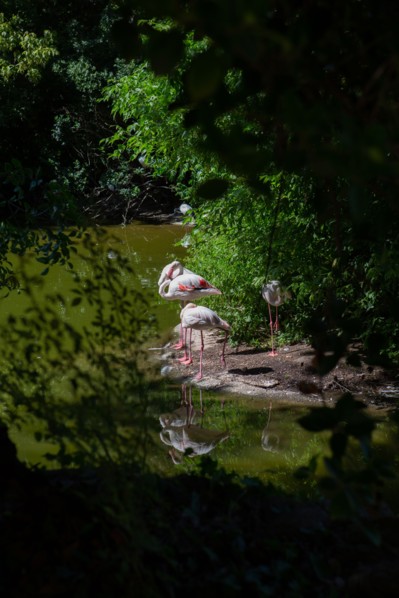 Lyon, Parc de la Tête d'Or, animaux