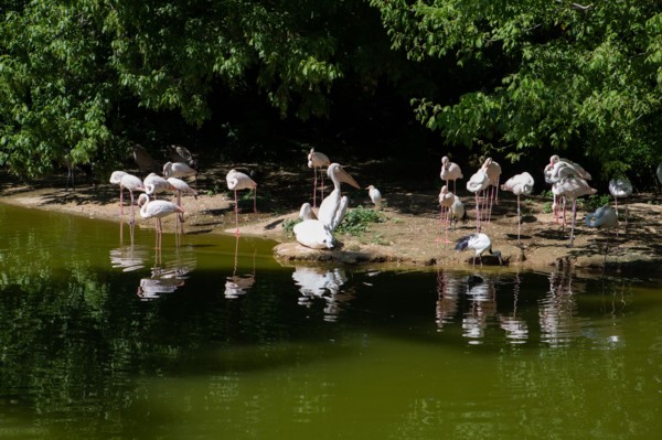 Lyon, Parc de la Tête d'Or, animaux