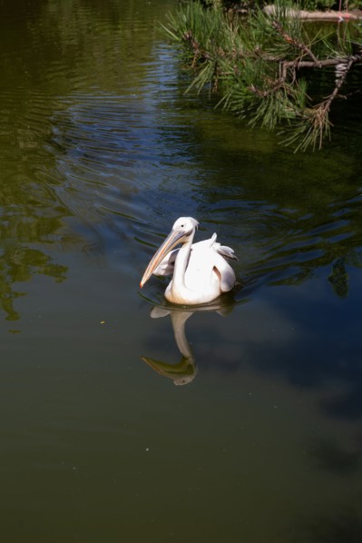 Lyon, Parc de la Tête d'Or, animaux