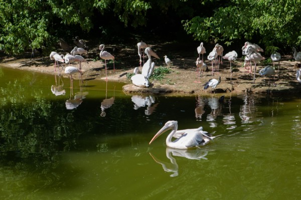 Lyon, Parc de la Tête d'Or, animaux