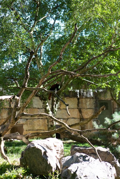 Lyon, Parc de la Tête d'Or, animaux