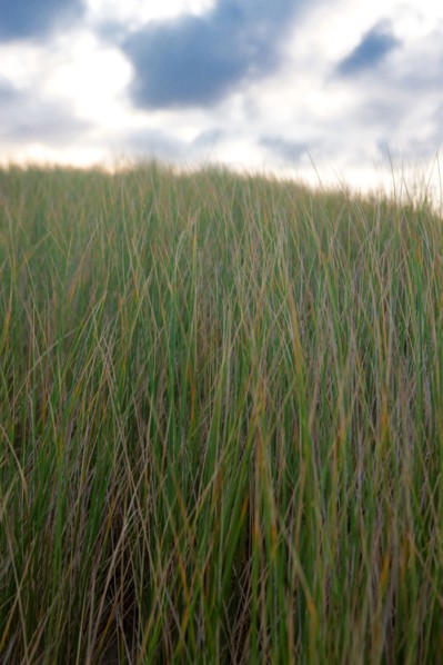 Le Touquet Paris Plage, dunes above the beach