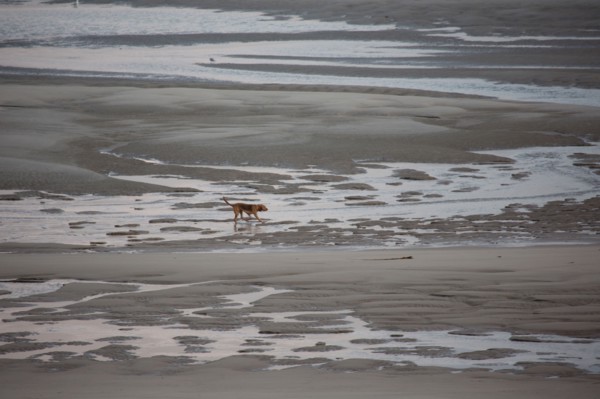 Le Touquet Paris Plage, dunes au dessus de la plage