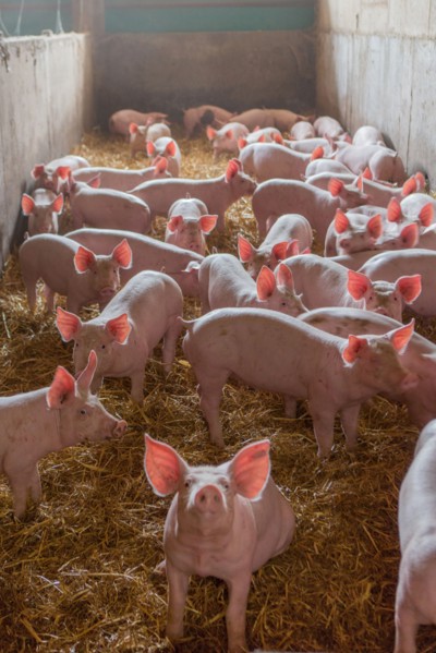 Ambrumesnil, Le Cochon Campagnard