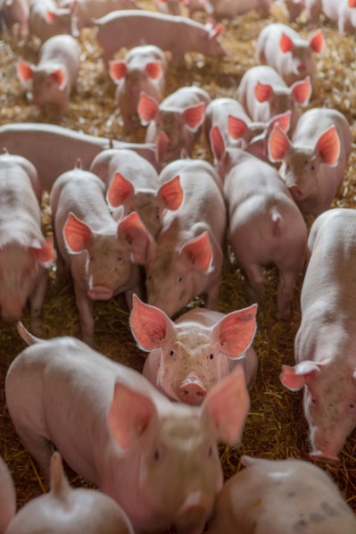 Ambrumesnil, Le Cochon Campagnard