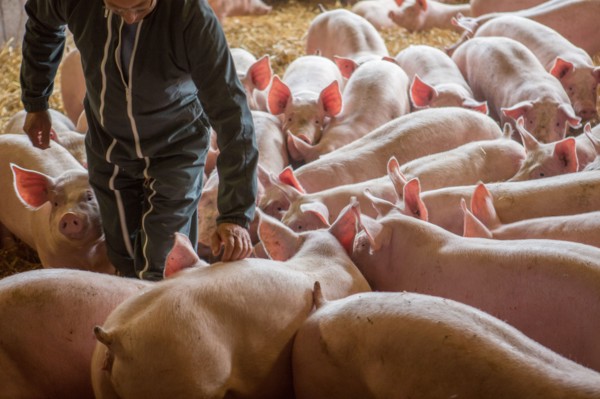 Ambrumesnil, Le Cochon Campagnard