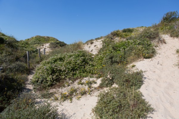 Cucq  Stella Plage (Côte d'Opale), dunes de Mayville