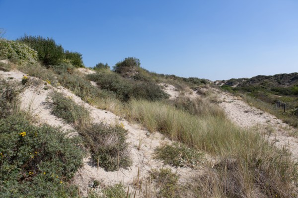 Cucq  Stella Plage (Côte d'Opale), dunes de Mayville