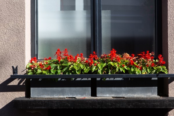 Montreuil-sur-Mer, flowered window box