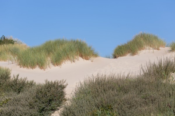 Merlimont Plage, bande dunaire sur le front de mer