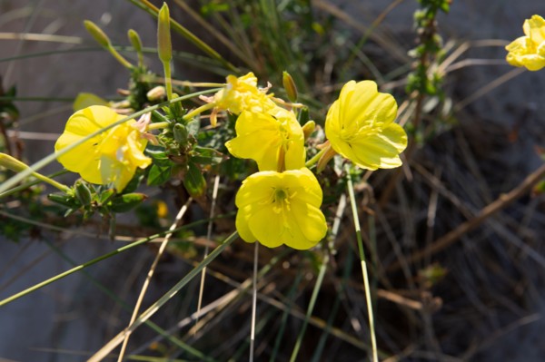 Merlimont Plage, végétation dunaire, fleur d'onagre