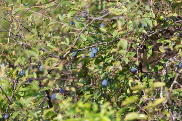 Merlimont Plage, Stella-Merlimont dunes, blue berries