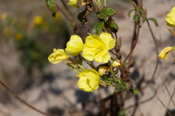 Merlimont Plage, dune like vegetation, evening primrose