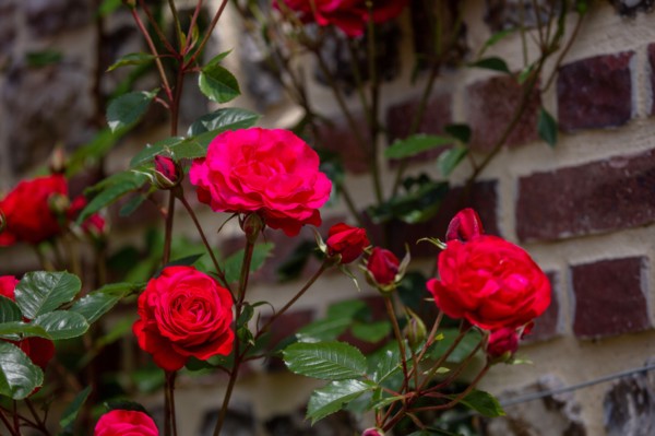 Veules-les-Roses, Moulin des Cressonnières