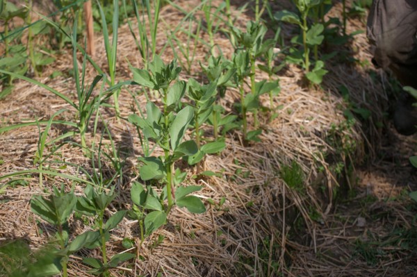 Campigny, hotel restaurant Le Petit Coq aux Champs, permaculture vegatable garden
