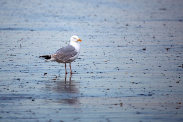 Deauville, beach