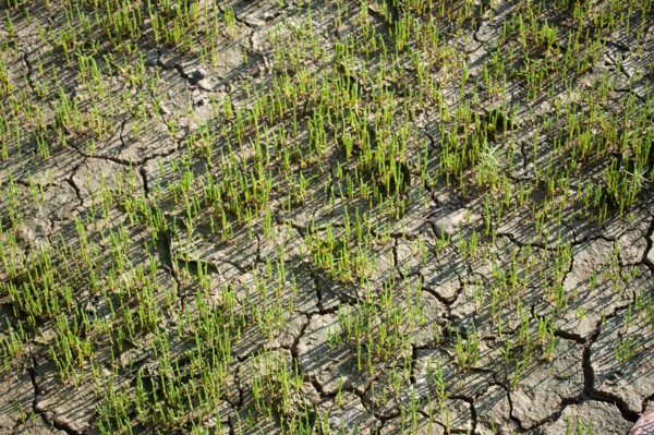 Deauville, dry land at the bottom of the Touques