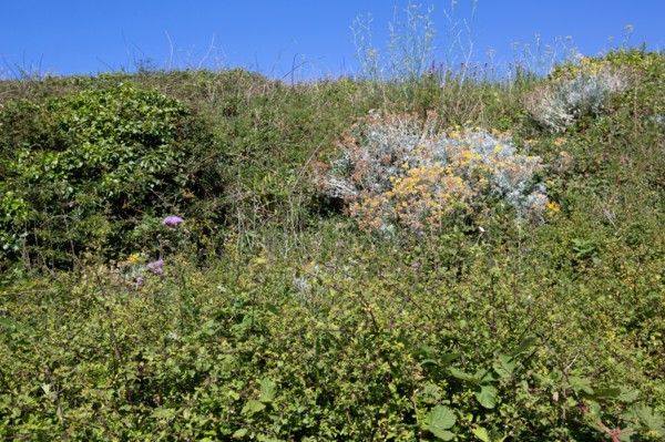 Pleneuf Val André, coastal path