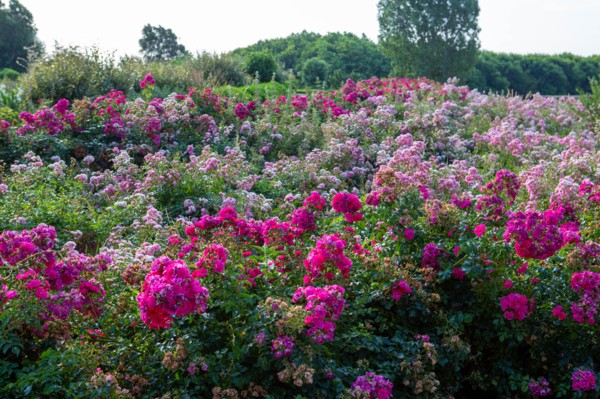 Jardin des personnalités in Honfleur