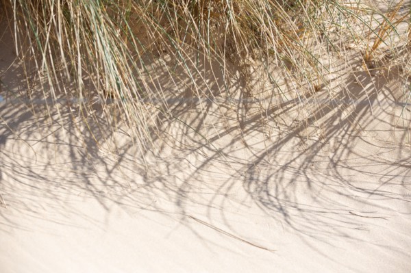 Sand dunes of Biville (Manche)