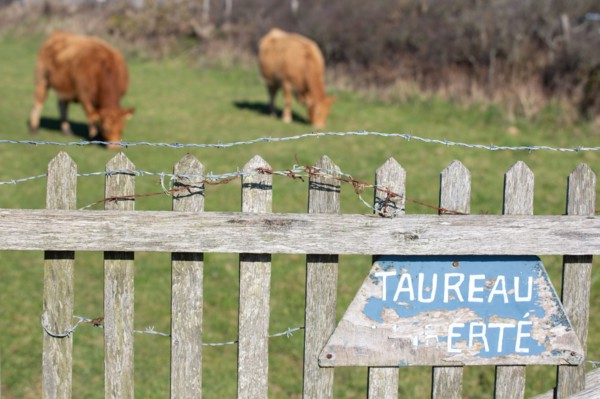 La Hague, Nez de Jobourg (Manche), sign that reads "Taureau en liberté" in French (free-range bull)