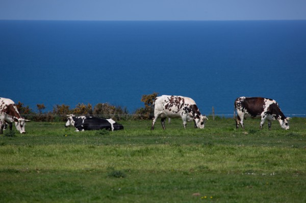 Vaches normandes