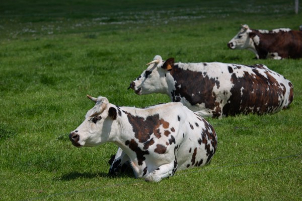 Vaches normandes