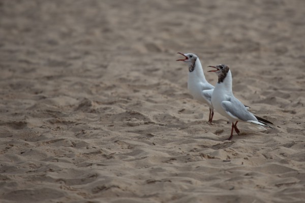 Courseulles-sur-Mer (Calvados)