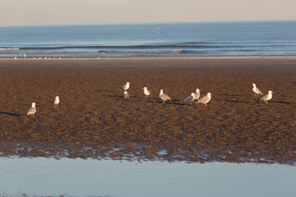 Deauville (Calvados)