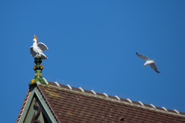 Deauville (Calvados)
