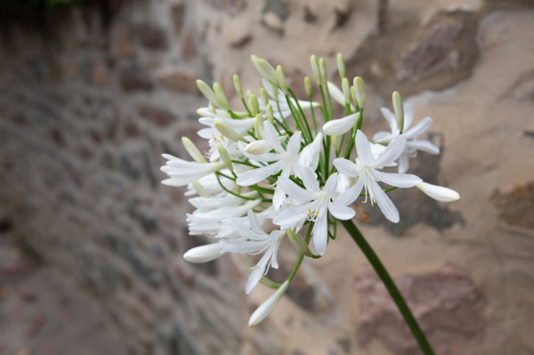 Pléneuf Val André (Côtes d'Armor)