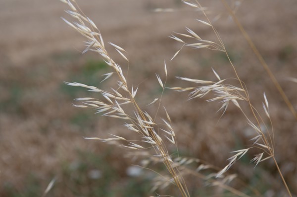 Pléneuf Val André (Côtes d'Armor)