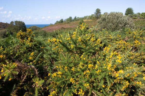 Cap d'Erquy (Côtes d'Armor)