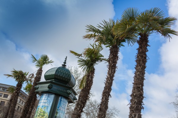 Paris, palmiers et colonne Morris