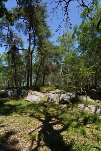 Forest of Fontainebleau