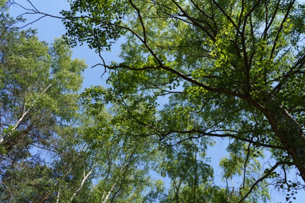Forest of Fontainebleau
