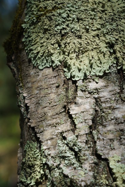 Forest of Fontainebleau