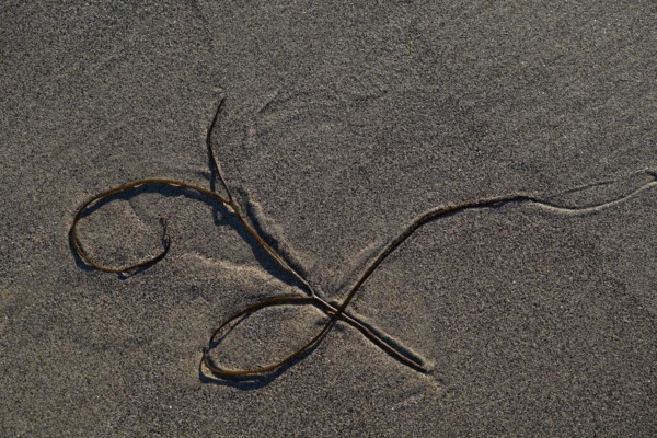 Algue sur le sable